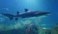 Tiburón Toro en Acuario de Almuñécar. / Archivo.