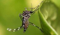 Aedes aegypti, el mosquito portador del virus. /Wikimedia