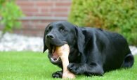 Los labradores retrievers son más propensos que otras razas a ser obesos.